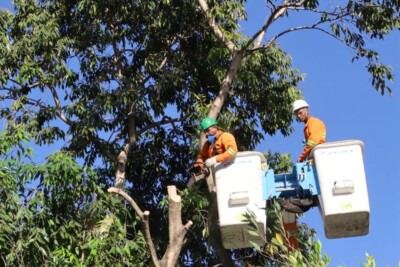 Câmara de Goiânia avalia projeto que proíbe plantio de Jamelão nas vias da capital