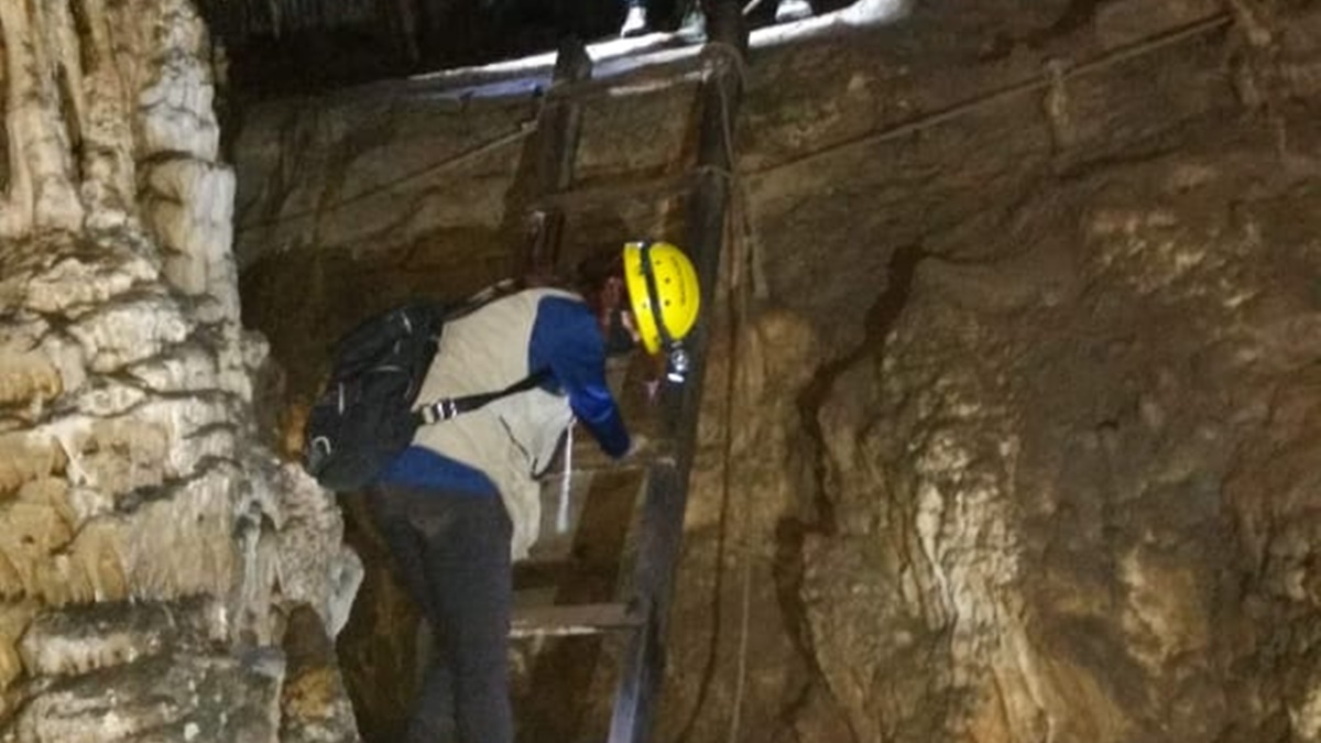 Pesquisadores da UEG descobrem novas espécies de cogumelo e bolor