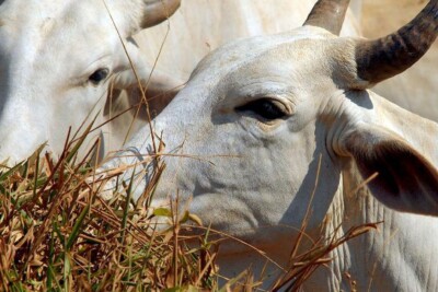 Ministério da Agricultura esclarece não existir risco para consumo Vendas de carne bovina à China são suspensas após caso de vaca louca