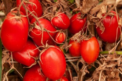 Presidente da Assembleia acolhe sugestão de cidadão e propõe título de capital do tomate para Goianápolis 