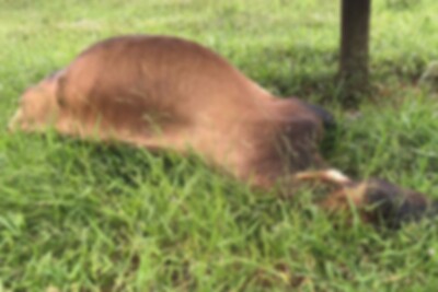 Raio mata vaca na zona rural de Abadia de Goiás; prejuízo de 7 mil, diz produtor