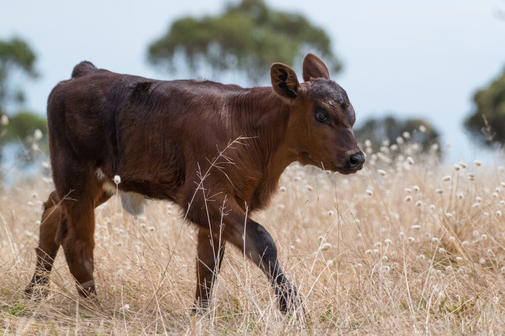 calf-7090719_1280