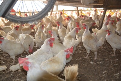 Brasil confirma o total de 36 casos de gripe aviária em aves silvestres