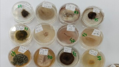 Pesquisadores da UEG descobrem novas espécies de cogumelo e bolor