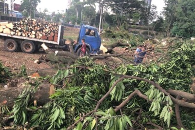 MP pede informações à Amma sobre derrubada de árvores na avenida 136, em Goiânia