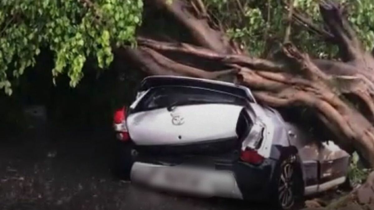 No total, 42 árvores caíram em Goiânia durante as chuvas desta sexta-feira (24) (Foto: Reprodução- Vídeo)