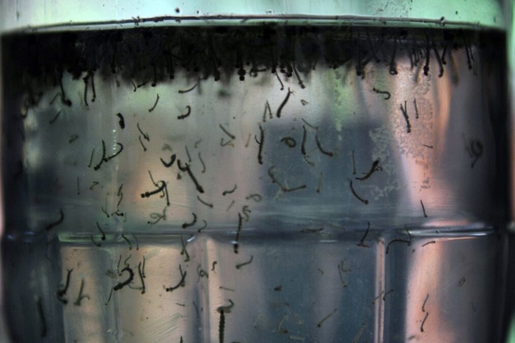 Goiânia registra mais de 4,4 mil casos de dengue em 2023