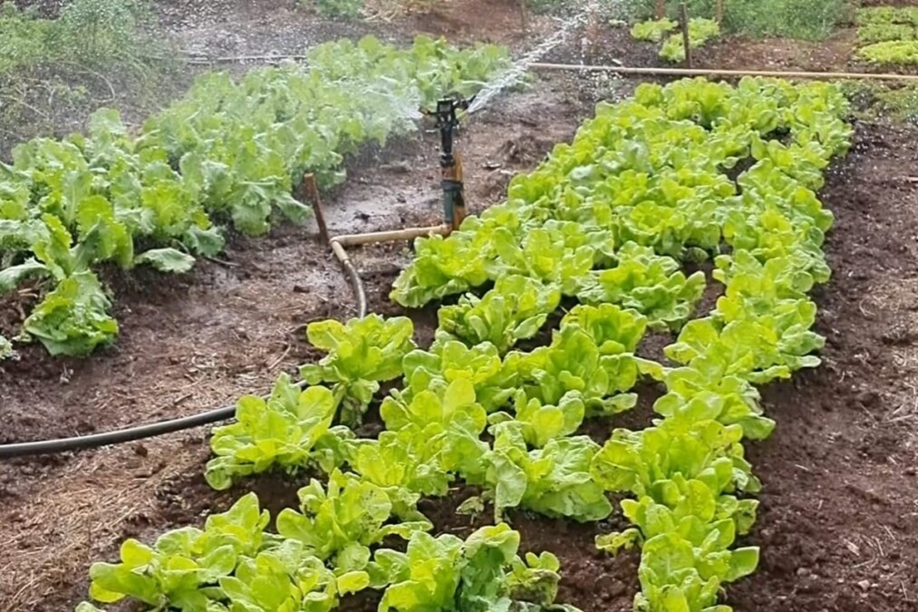 Detentos de Jataí devem produzir 3,5 toneladas de alimentos na “Horta Urbana Solidária”