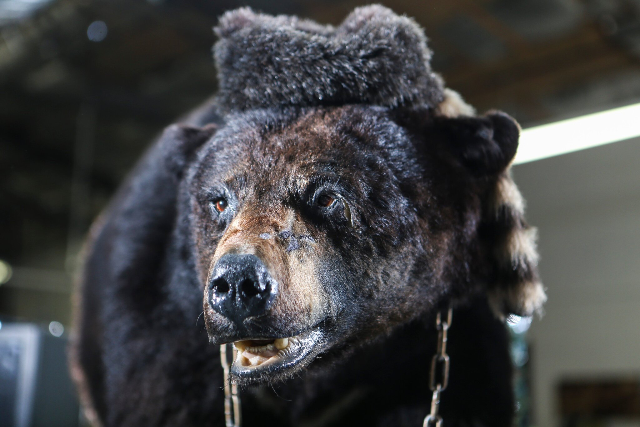 A história real que inspirou o filme “O Urso do Pó Branco”