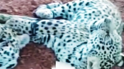 Em vídeo, dois animais aparecem com as cabeças decepadas Marina Silva solicita investigação para responsabilizar caçadores de onças-pintadas