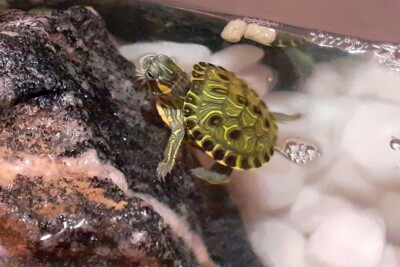 Mais de 100 animais brasileiros são considerados invasores no país