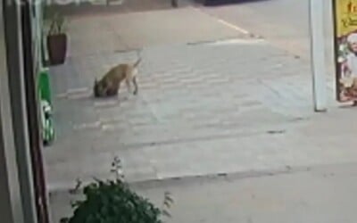 Pit bull foge de casa, em Porangatu, e mata outro cão