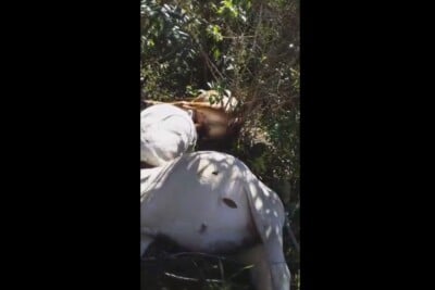 Vacas morrem em Cocalzinho de Goiás após raio