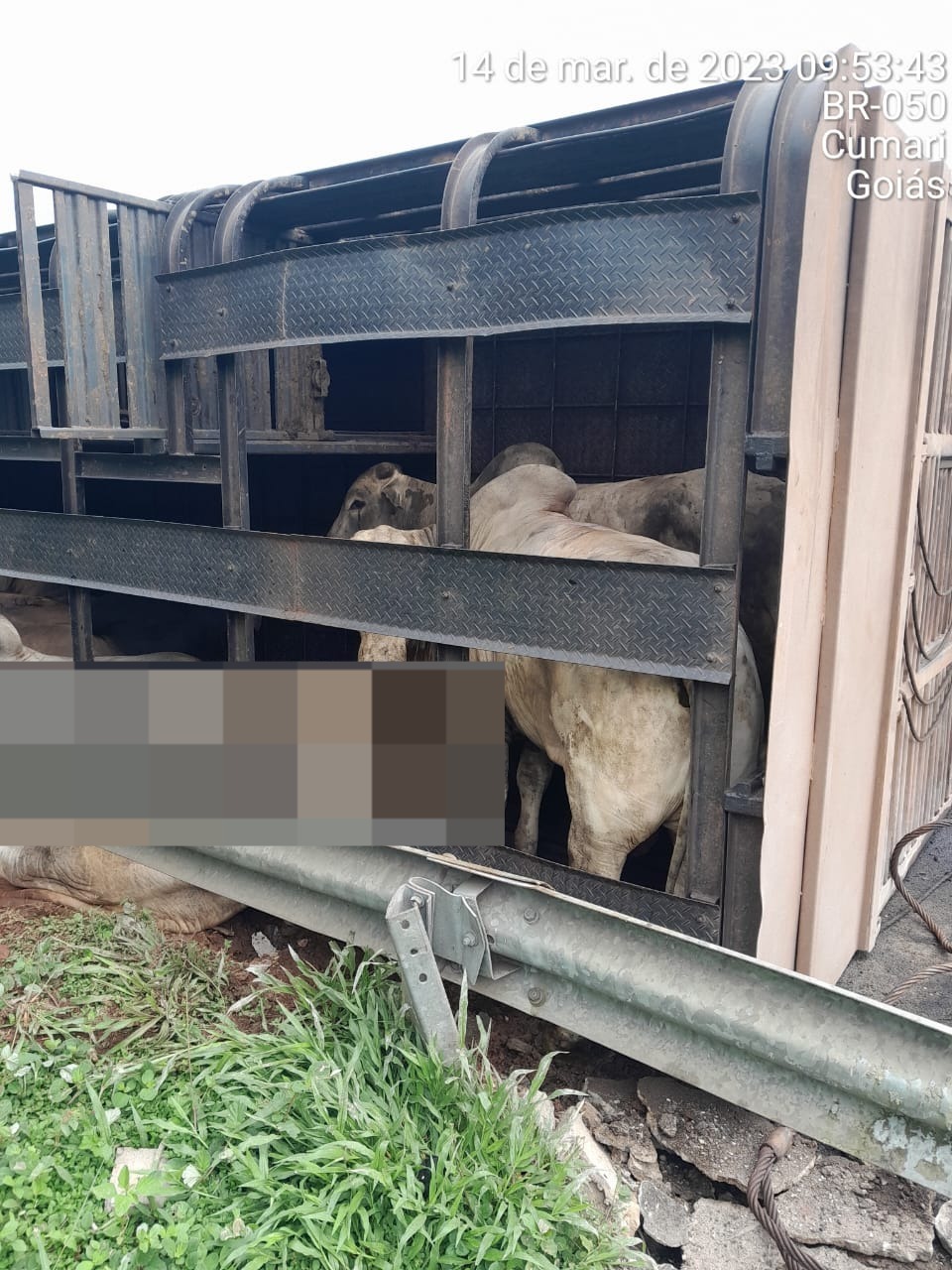 Segundo a PRF, metade dos cerca de 60 animais morreu no acidente (Foto: PRF)