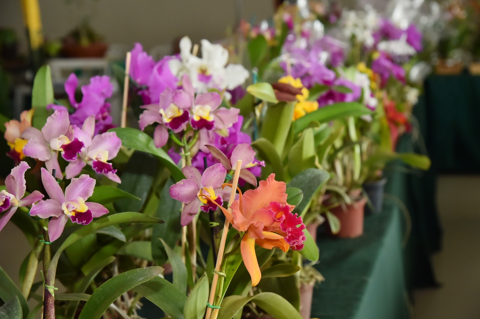 17ª Exposição de Orquídeas e Rosas do Deserto Aparecida de Goiânia