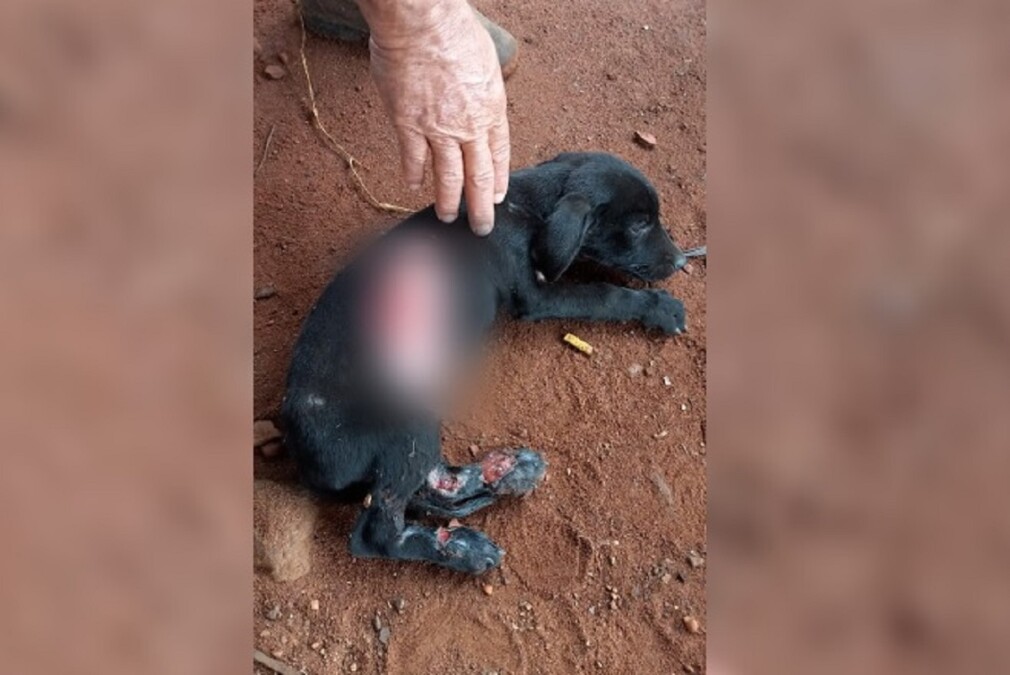 Animal atacado por um homem em Paraúna