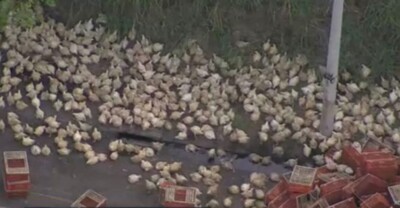 Caminhão com galinhas tomba e população saqueia carga; vídeo Corpo de Bombeiros informou que o motorista do caminhão não teve ferimentos