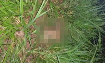 Homem é preso após espancar cachorro até a morte, em Rio Verde Suspeito teria cometido o crime após ser mordido pelo animal