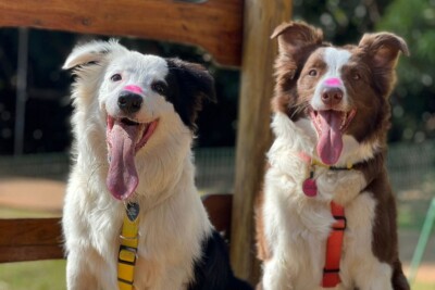 Goiânia recebe encontro de border collies