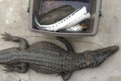 PM prende homem com carne de jacaré, em Crixás