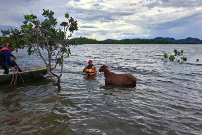 Bombeiros resgatam quatro cavalos no Lago Serra da Mesa