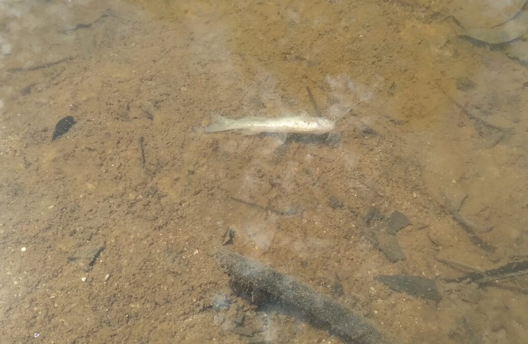 Peixe morto no Córrego Bagagem