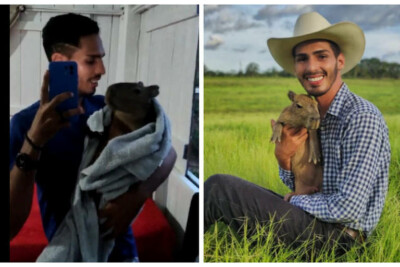 'Pai' de capivara viral é multado em R$ 17 mil pelo Ibama e terá animal recolhido Influencer foi obrigado a retirar imagens de Filó