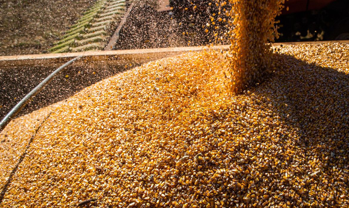 Aumento no custo da soja terá consequências econômicas (Foto: Agência Brasil)