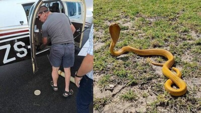 Piloto conseguiu fazer pouso forçado, mas animal sumiu misteriosamente Cobra invade avião e sobe pelo corpo de piloto durante voo