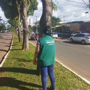 Prefeitura de Goiânia autoriza retirada de 61 jamelões na Avenida Sonemberg