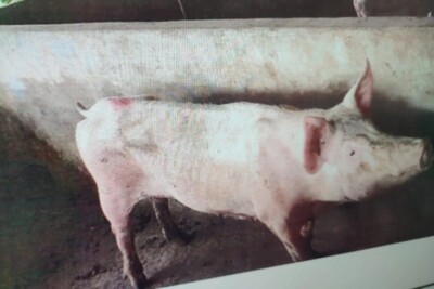 Polícia indicia empresa de Cezarina por deixar porcos passarem fome