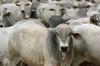 A sentença ainda não é definitiva e pode ser objeto de recurso Justiça suspende exportação de animais vivos nos portos do Brasil