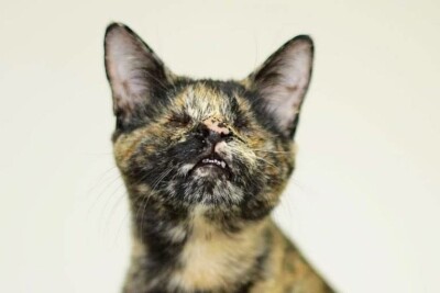 Gata que nasceu sem os olhos e ama passear de coleira conquista fãs Vick tem anoftalmia bilateral e vive em Catanduva, São Paulo