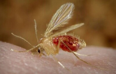 A vítima está em tratamento em Goiânia Caldas Novas confirma caso de leishmaniose visceral em criança de 3 anos