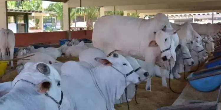 Pecuária de Goiânia (Foto: SGPA/Divulgação)