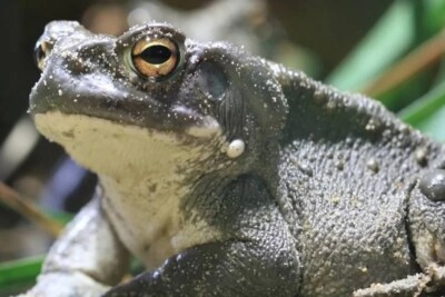 Advogada goiana denuncia grupo xamânico por usar veneno de sapo como alucinógeno sem aviso