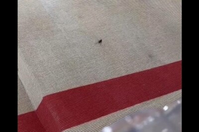 Barata 'invade' o Met Gala 2023 e divide espaço com celebridades; vídeo Fotógrafo preferiu registrar imagem a matar o bicho