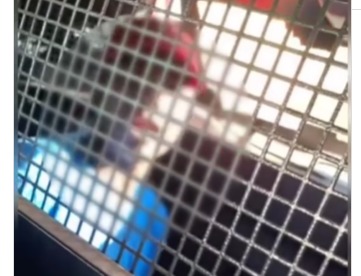 Adolescente é apreendido após ferir a avó e tentar matar o tio, no Jardim Marques de Abreu Idosa foi ferida no supercílio esquerdo