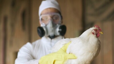 Estado do Rio registra terceiro caso de gripe aviária