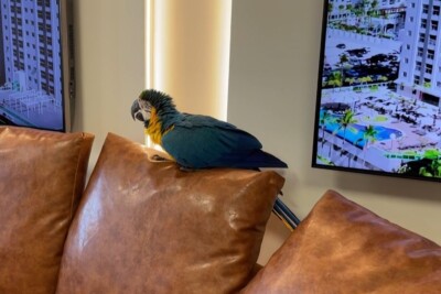 Arara "invade" escritório de empresa em Goiânia