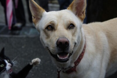 Lei obriga agressores de animais a bancarem tratamento veterinário, em Goiás
