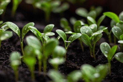 Prazo para inscrição ao Prêmio Goiás Sustentável entra na última semana
