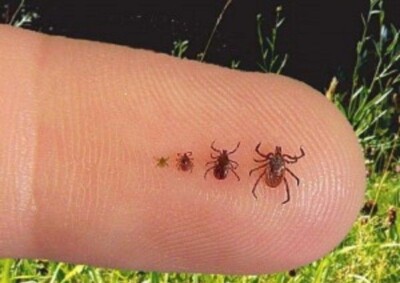 Febre maculosa é transmitida por carrapato e requer ação rápida Doença pode ser completamente curada se o tratamento for iniciado