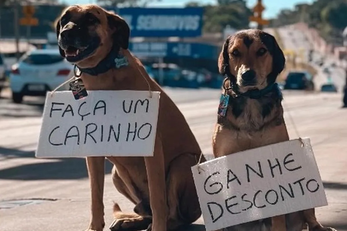 'Frentiscães': Cachorros frentistas trocam carinho por desconto em posto de gasolina de SP