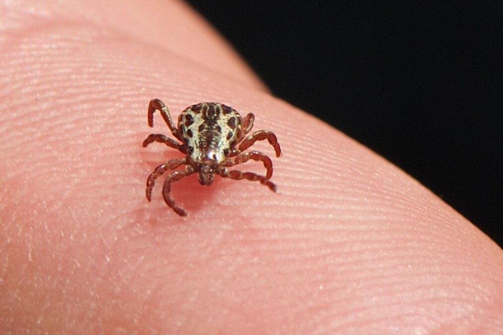 Pesquisadores buscam vacina contra a febre maculosa