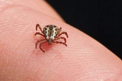 Pesquisadores buscam vacina contra a febre maculosa