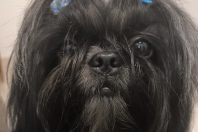 Polícia envia ao Judiciário indiciamento por maus-tratos de suspeita na morte da cachorrinha Luma