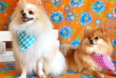 Goiânia terá festa junina canina, o AUrraial