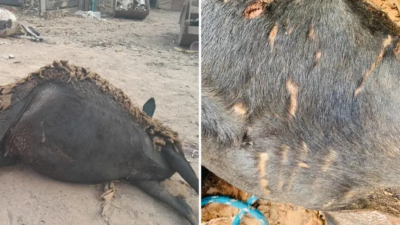 Fazendeiros encontram 14 ovelhas mortas e suspeitam de ataque de onça, em Valparaíso