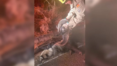Filhote de tamanduá é resgatado agarrado á mãe morta na GO-338